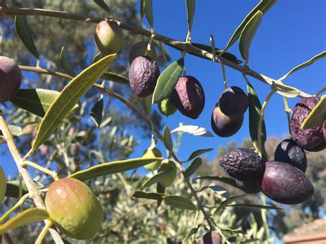 Forum: Wrinkled Olives On Tree