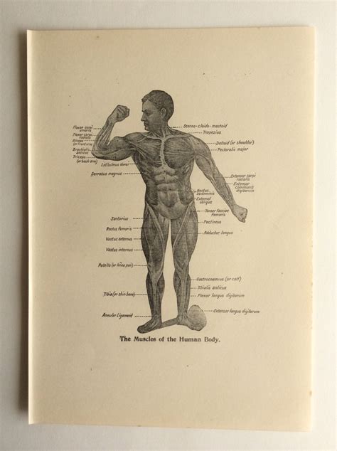 Original Vintage Human Anatomy 1924 Bookplate Print 1920s | Etsy