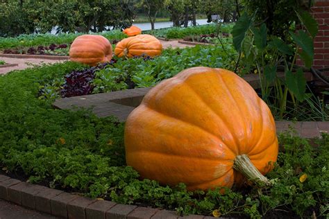 Atlantic Giant Pumpkin (Treated Seed) | Seedway