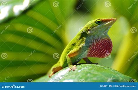 Green Anole Lizard Stock Photo Image Of Nature Animals 39411986