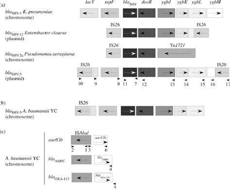 A Arrangement Of Gene Contexts Of Chromosomal And Mobile Bla Shv