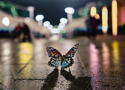 Butterfly Colorful On The Wing Beautiful On The Road Premium Ai