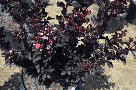 Crimson Crown™ | Black Diamond® Crape Myrtles | Our Plant Collection ...