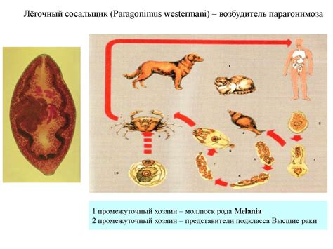 Медицинская гельминтология. Трематоды и цестоды - online presentation