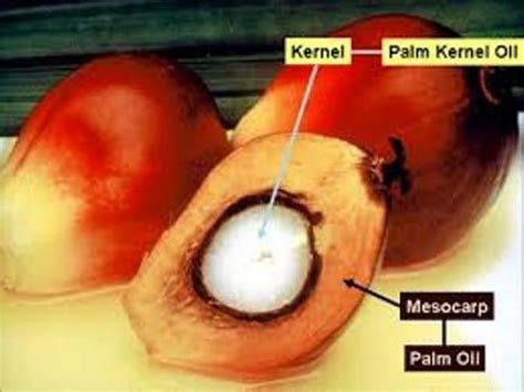 For Soap Making Which Part Of Palm Oil Is Used