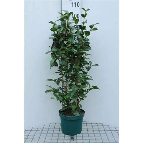 Camellia Japonica Roze Cam Lia Du Japon Buissons Acheter Des