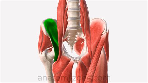 Iliacus Origin Insertion Action 3d Model Anatomyzone – NBKomputer