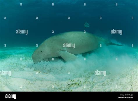 Dugong Dugong Dugon Feeding In The Seagrass Bed Dimakya Island