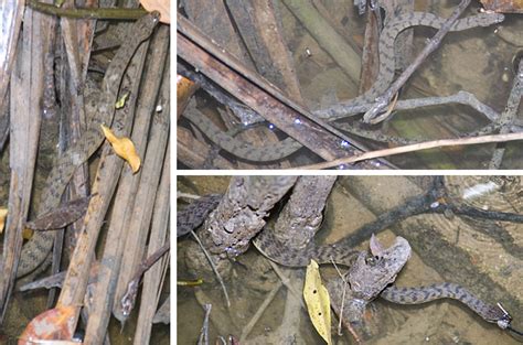 Adventures With The Naked Hermit Crabs June Evenings At The Pasir Ris Mangrove Boardwalk With