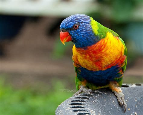 Rainbow Lorikeet | Australia Beautiful Bird | Beauty Of Bird