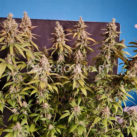 Barneys Farm G13 Haze Regular™ Regulérní Semínka Konopí