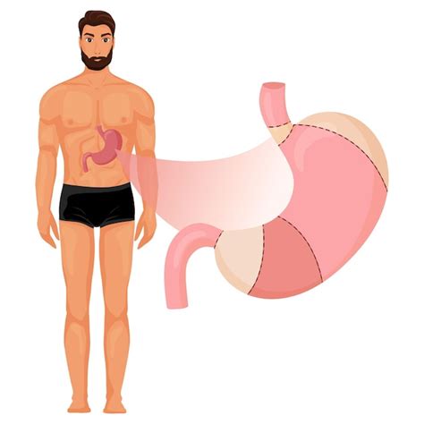 Premium Vector Stomach Anatomy In Human Body