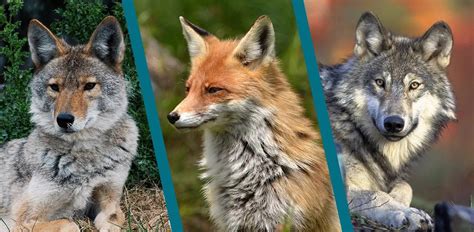 Coyote vs. Fox vs. Wolf: A Detailed Comparison