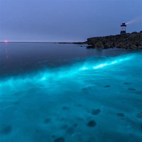 Breathtaking Images Capture Blue Plankton In Wales