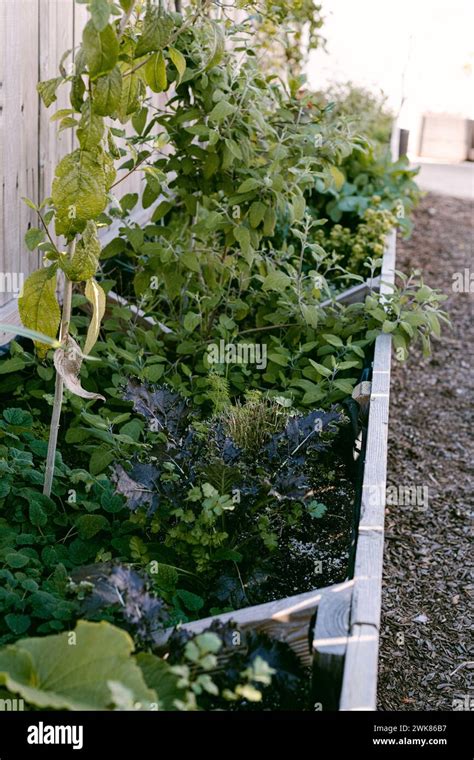 Community Garden In Oceanside Ca Stock Photo Alamy