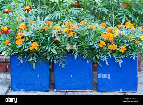 Marigolds Blue Square Three 3 Container Containers Planters Double Hi