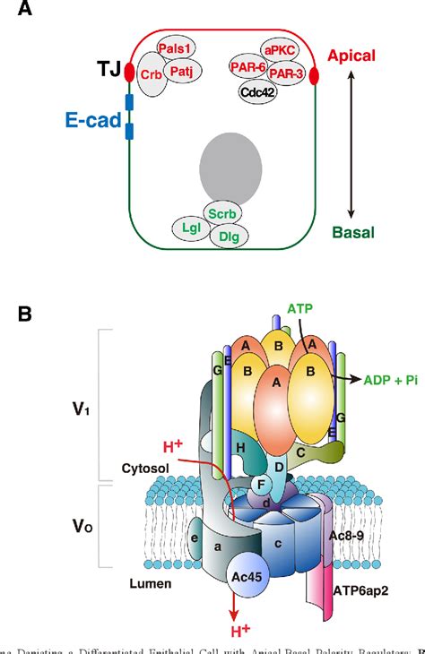 Figure 1 From Exploring The Link Between Vacuolar Type Proton ATPase