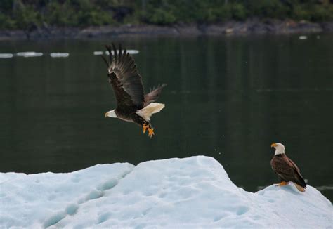 Wildlife Viewing | Alaskan Dream Cruises