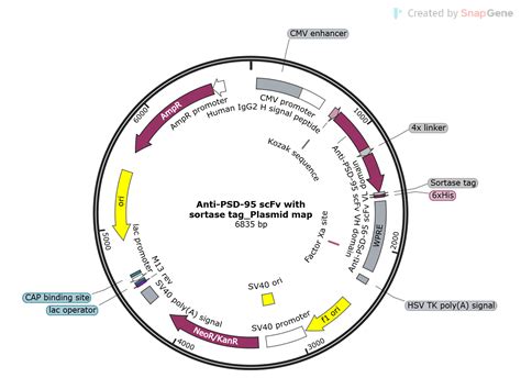 Addgene Anti Psd Scfv K With Sortase Tag