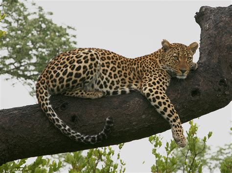 Panthera Pardus Pardus The Leopard