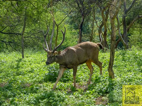 Sajjangarh Biological Park Rediscover Wildlife Travel India