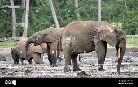 L éléphant De Forêt D Afrique Loxodonta Africana Cyclotis Forêts éléphant Du Bassin Du Congo