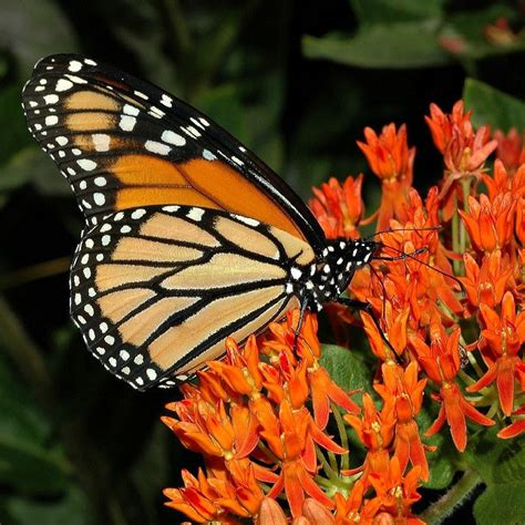 Asclepias Tuberosa Butterfly Milkweed Smart Seeds Emporium