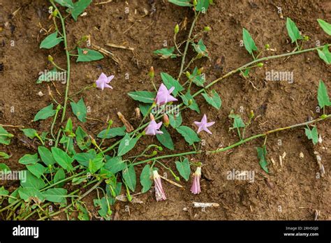 Field Bindweed Or Convolvulus Arvensis European Bindweed Creeping Jenny