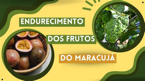 Como Controlar A Doen A Do Endurecimento Dos Frutos Do Maracuj Cabmv