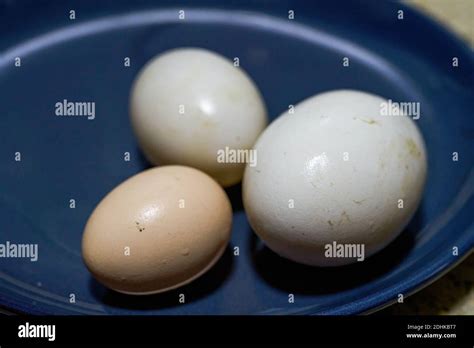 egg. Duck eggs. Close-up of the size comparison of goose eggs Stock ...