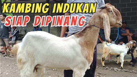 Update Harga Kambing Hari Ini Di Pasar Hewan Lodoyo Blitar Jum At