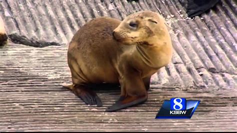 California Sees Spike In Stranded Sea Lion Pups Youtube