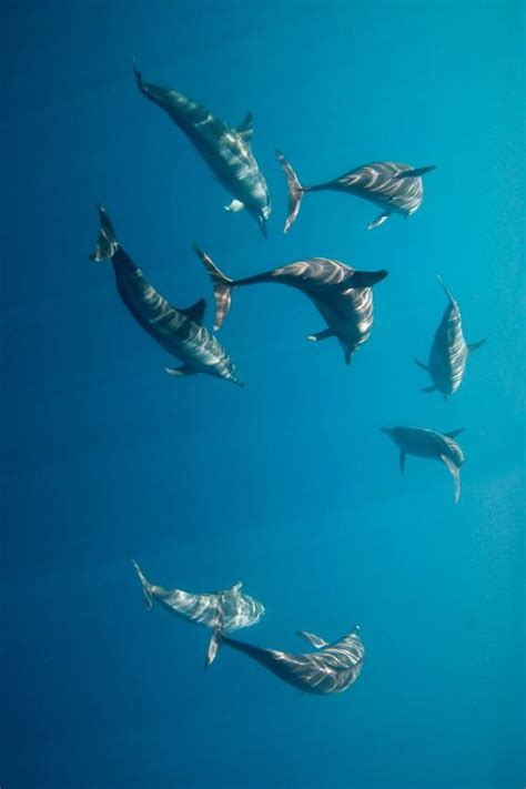 Long Snouted Spinner Dolphins