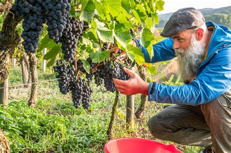 Así se adaptan los viticultores a un mundo más cálido para garantizar