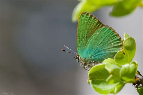 Callophrys Rubi Foto And Bild Tiere Wildlife Schmetterlinge Bilder