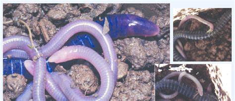 Yummy Mummy Baby Caecilians Eating Their Mothers Skin Yummy Mummy