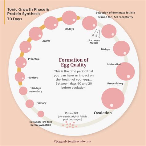 How To Increase Your Egg Health In 90 Days