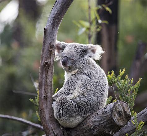 20000 Free Baby Koala And Koala Images Pixabay