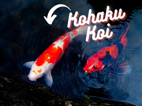 Koi Fish Sex Identification How To Tell If Your Koi Are Male Or Female Backyard Pond Ideas