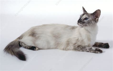 Tortie Point Siamese Cat