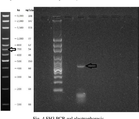 Figure From Isolation And Identification Fibrinolytic Protease