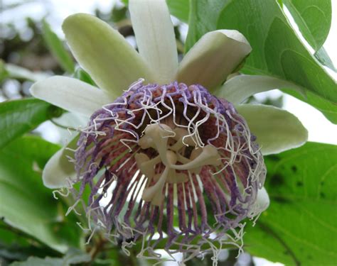 Passiflora Nitida Images Useful Tropical Plants