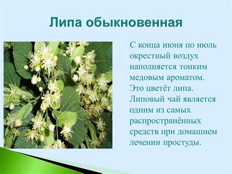 Липа растение - 66 фото