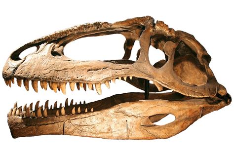 Giganotosaurus: Cretaceous Terror Of Argentina - FossilEra.com