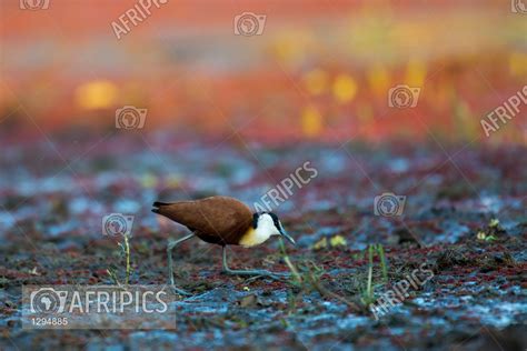 AFRIPICS African Jacana Actophilornis Africanus Foraging