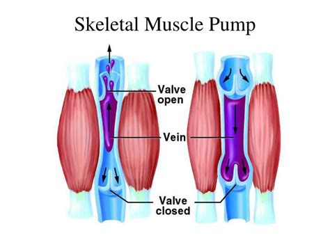 Ppt Chapter 20 Blood Vessels And Circulation Powerpoint Presentation