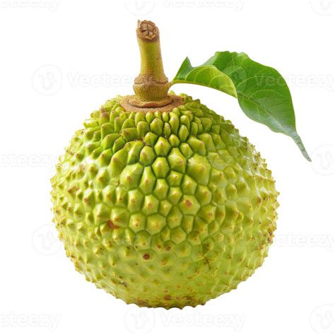 Ai Generated Breadfruit Isolated On Transparent Background With