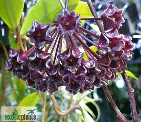 Hoya pubicalyx „Red Buttons“ - ExoticPlants - Spezialist für exotische ...