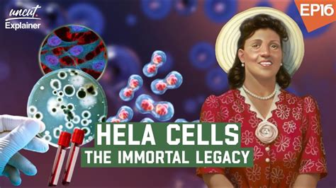 The Secret Of Immortality HeLa Cells Uncut Explained YouTube