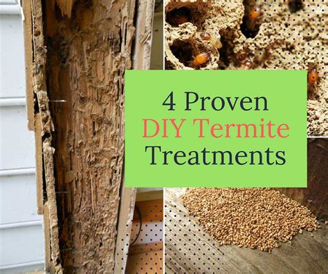 4 Proven DIY Termite Treatments - Home and Gardening Ideas